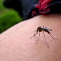Zika Virüsü Nedir Belirtileri Tedavisi