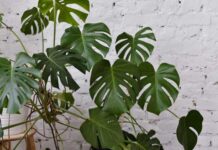 Deve Tabanı Bakımı Nasıl Yapılır? Deve tabanı bakımı