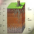 Toprak Nedir Nasıl Oluşur Çeşitleri
