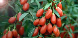 Goji Berry