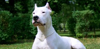 Dogo Argentino