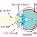 Görme Olayı Nasıl Gerçekleşir