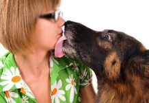 Köpekler Neden İnsanları Yalar? köpek yalama