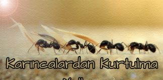 karıncalardan kurtulma yolları