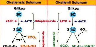 oksijenli oksijensiz solunum