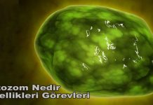 lizozom nedir özellikleri görevleri