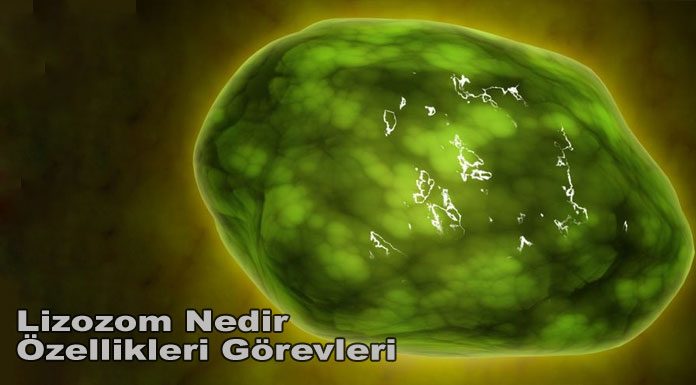 lizozom nedir özellikleri görevleri