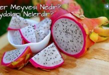 Ejder meyvesi nedir faydaları nelerdir