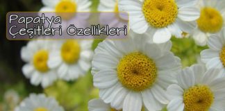 Papatya çeşitleri özellikleri