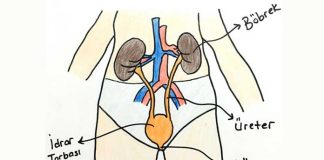 Boşaltım sistemi nedir organları nelerdir