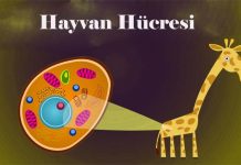 Hayvan hücresi nedir özellikleri yapısı