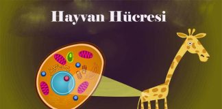 Hayvan hücresi nedir özellikleri yapısı