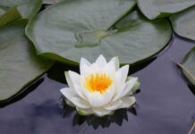 Lotus Çiçeği Bakımı – Lotus Çiçeğinin Nasıl Yetiştirileceğini Öğrenin Lotus çiçeği bakımı